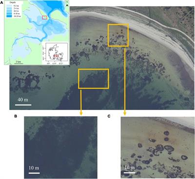 Beach Wrack Dynamics Using a Camera Trap as the Real-Time Monitoring Tool